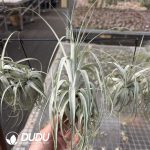 Tillandsia Velutina