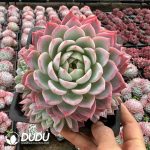 Echeveria Milk Puff