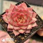 Echeveria Peony Fairy