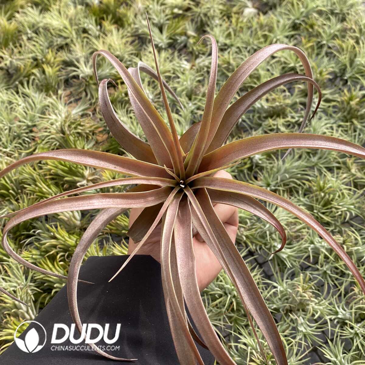 e201-600.jpg Tillandsia Love Knot - Image 1