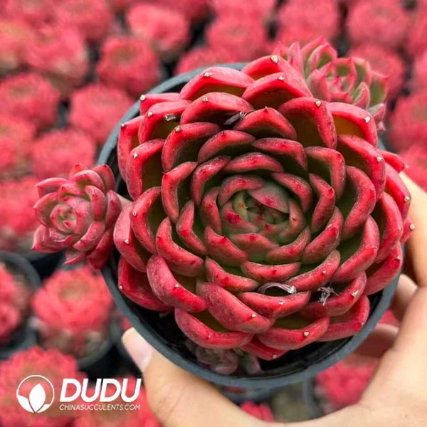 Echeveria Vincent Catto - Image 1