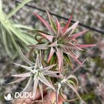 Tillandsia Red Dragon Clustering