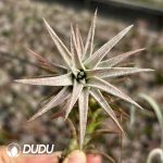 Tillandsia Red Dragon