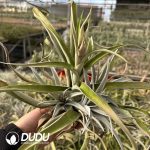 illandsia xerographica x chiapensis Orange