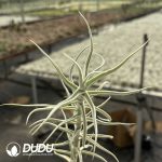 Tillandsia paleacea Giant