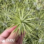 Tillandsia ionantha Guatemala