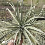 Tillandsia harrisii Large