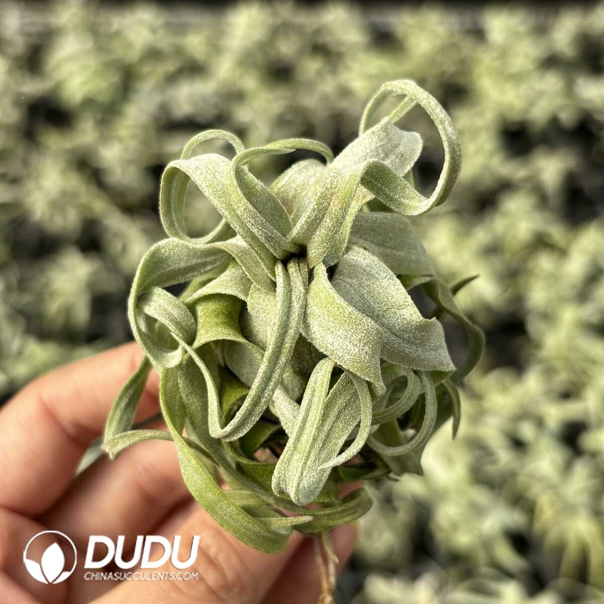 e201-609.jpg Tillandsia streptophylla Mexico - Image 1