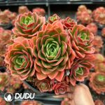 Echeveria Holiday Princess Five Heads+ Clustering