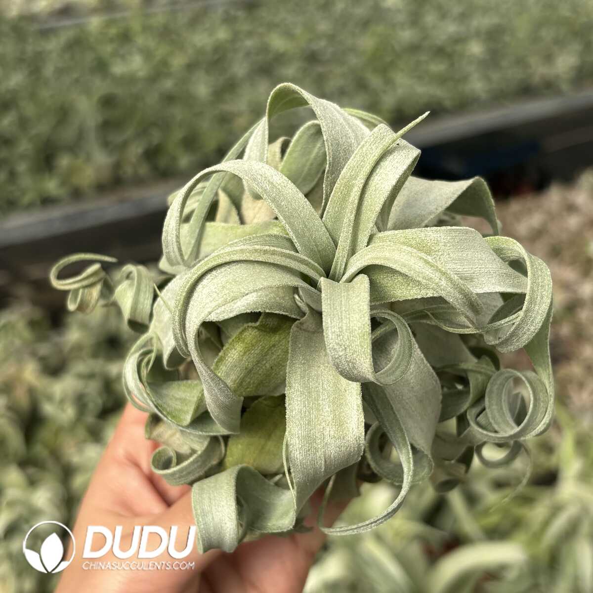 e201-610.jpg Tillandsia streptophylla - Image 1