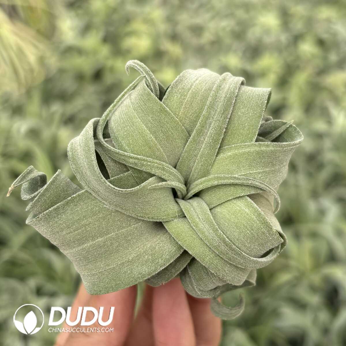 e201-611.jpg Tillandsia streptophylla - Image 1