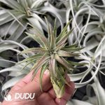 Tillandsia Van-hyningii