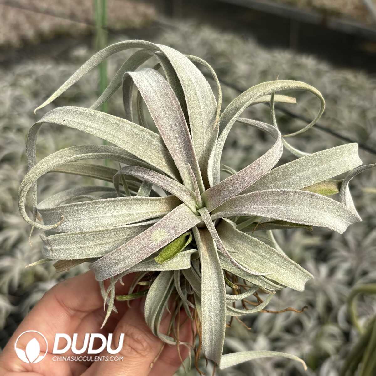 e201-613.jpg Tillandsia chiapensis - Image 1