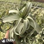 Tillandsia Streptophylla