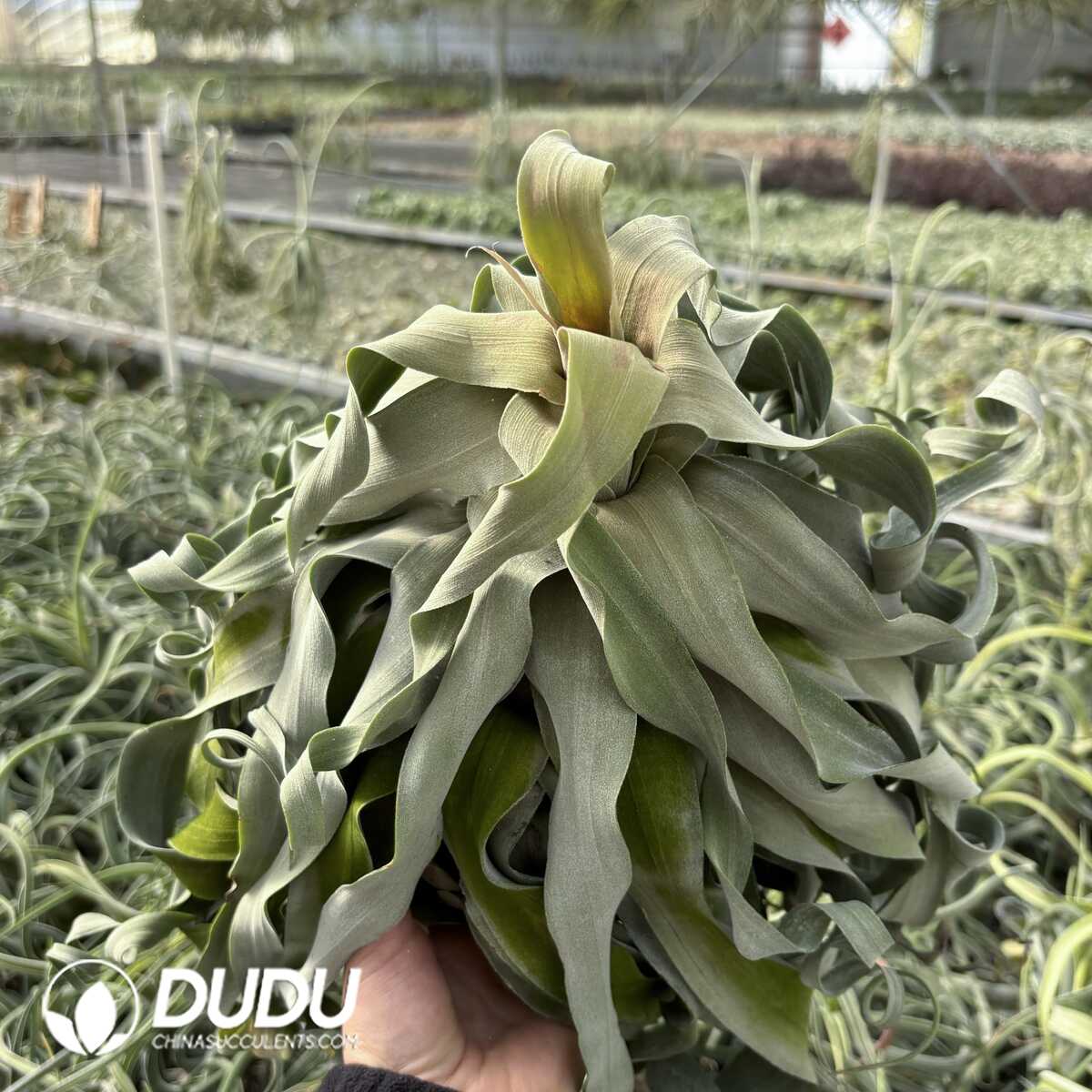 e201-615.jpg Tillandsia Streptophylla - Image 1