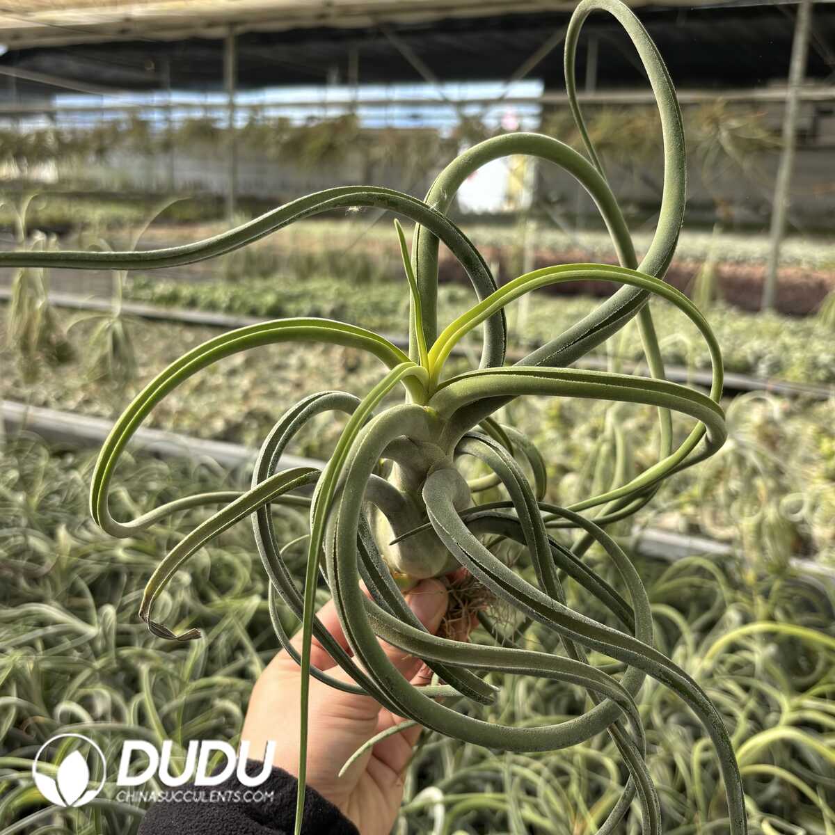 e201-616.jpg Tillandsia Caput-medusae (Large) - Image 1