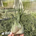 Tillandsia Seleriana (Large)