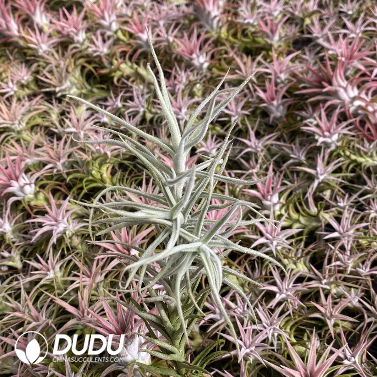 e201-618.jpg Tillandsia Paleacea Clustering - Image 1