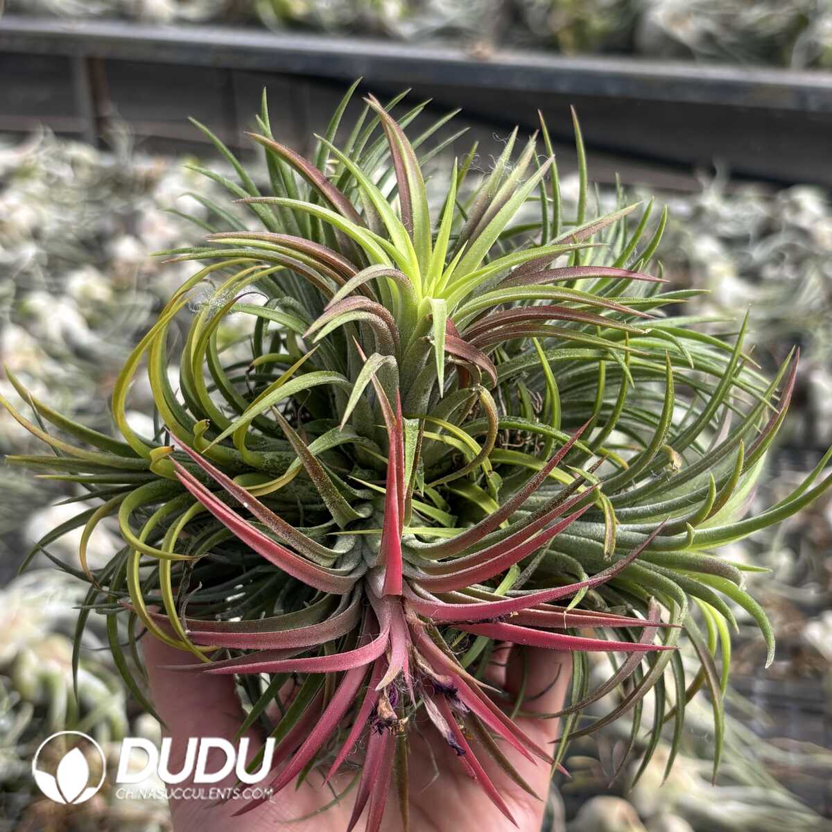 e201-619.jpg Tillandsia Ionantha Clustering - Image 1