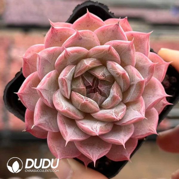 Echeveria Forgetting Night - Image 1