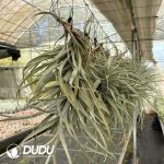 Tillandsia latifolia Meyen (Large)