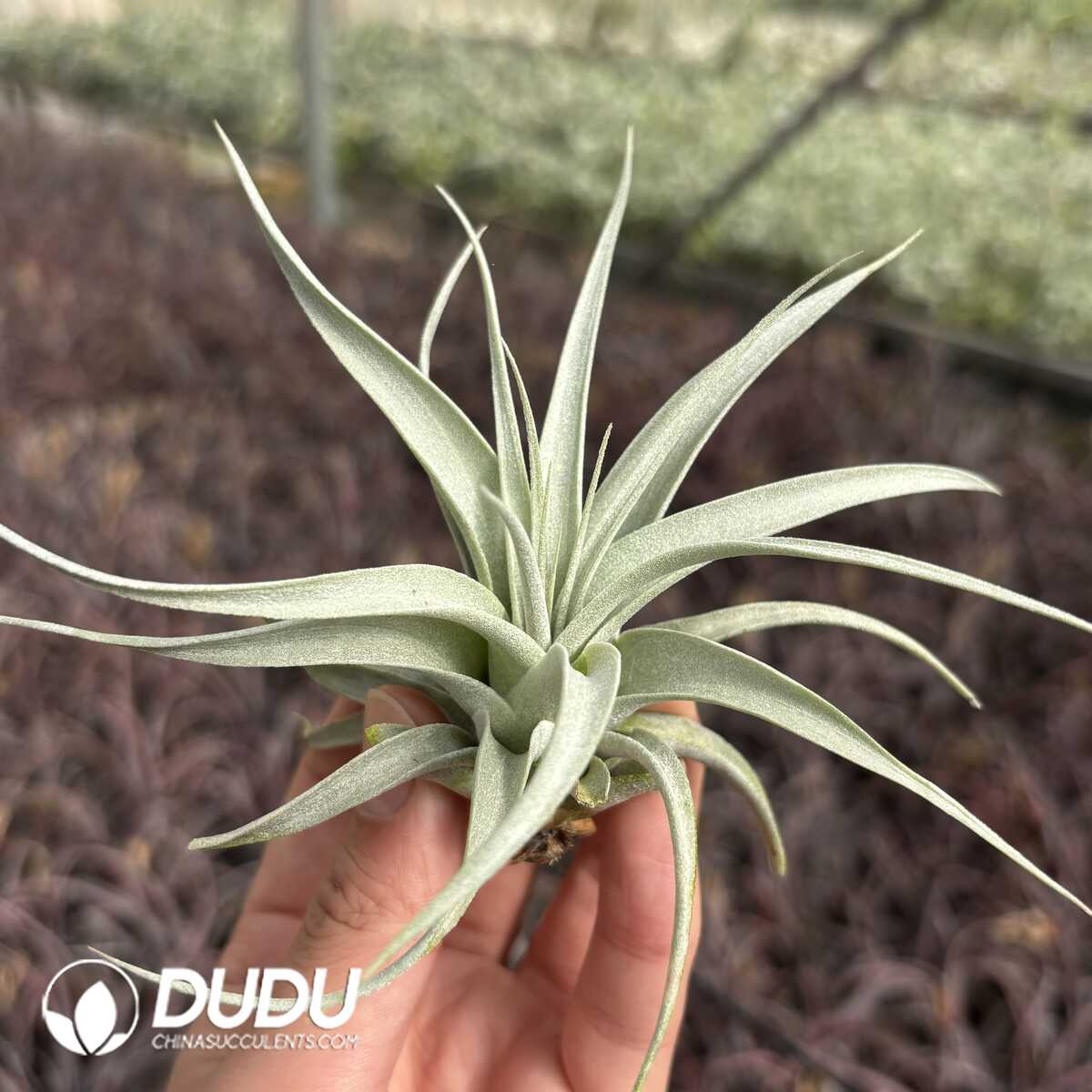 e201-621.jpg Tillandsia Xerographica - Image 1