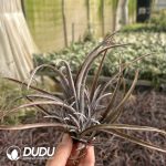 Tillandsia Domingo