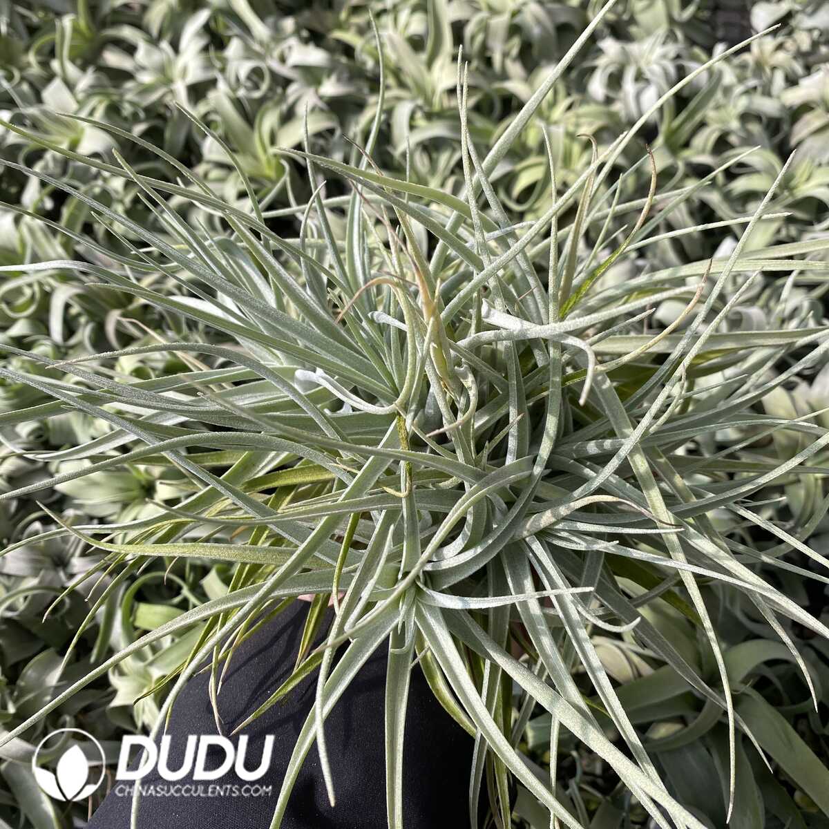 e201-623.jpg Tillandsia Cotton Candy Clustering - Image 1