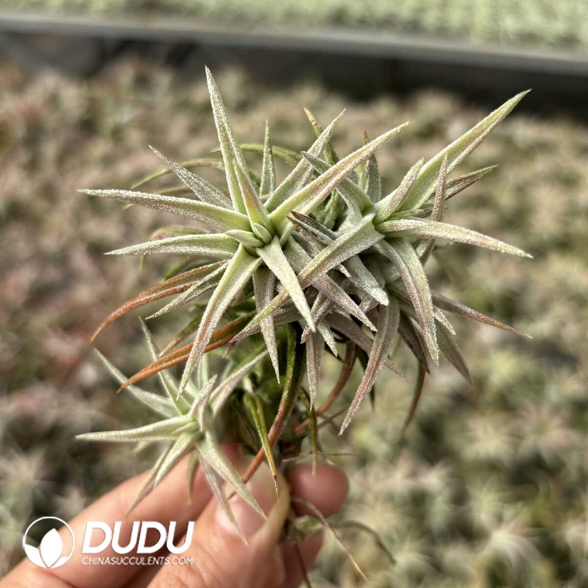 e201-624.jpg Tillandsia vanhyningii Red Dragon Clustering - Image 1