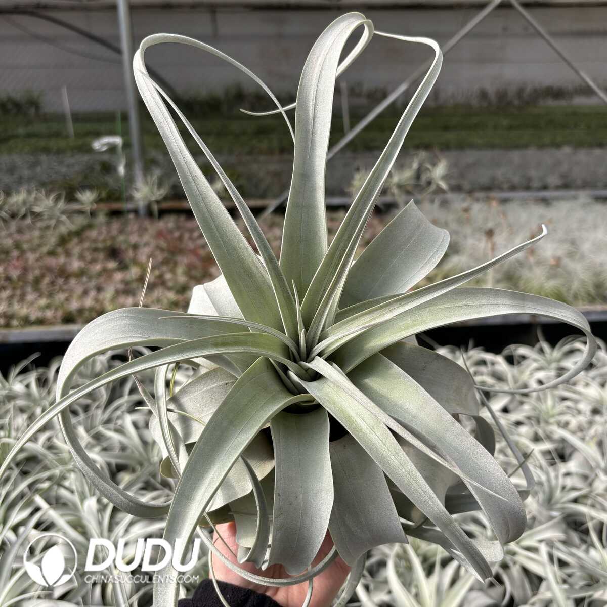e201-626.jpg Tillandsia xerographica(Medium size) - Image 1