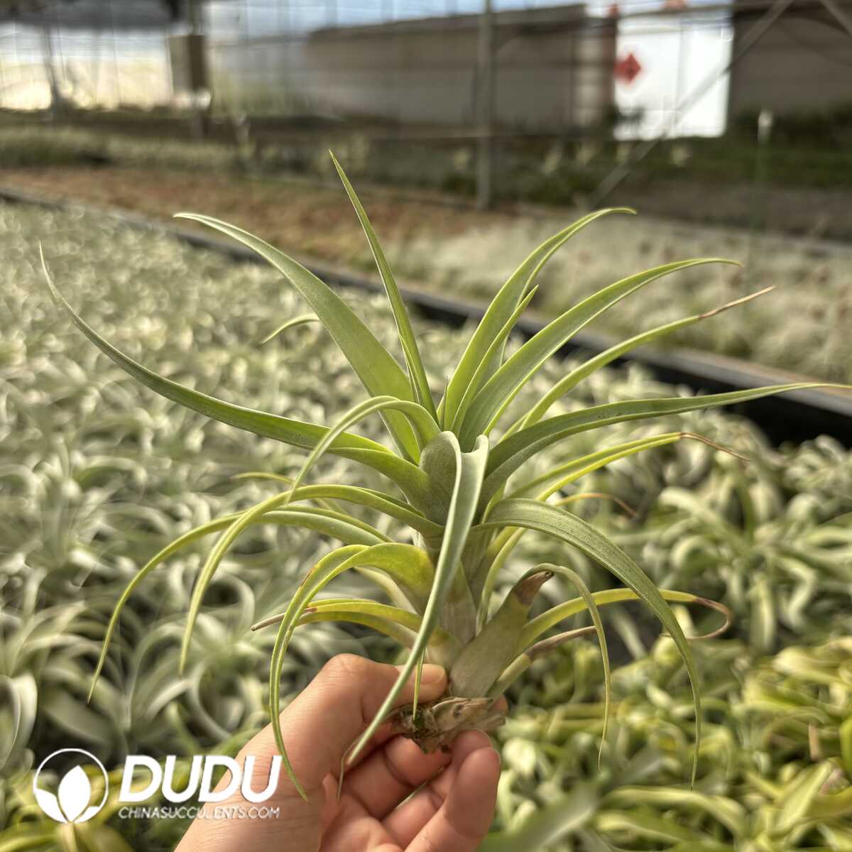 e201-627.jpg Tillandsia flexuosa Vivipara - Image 1