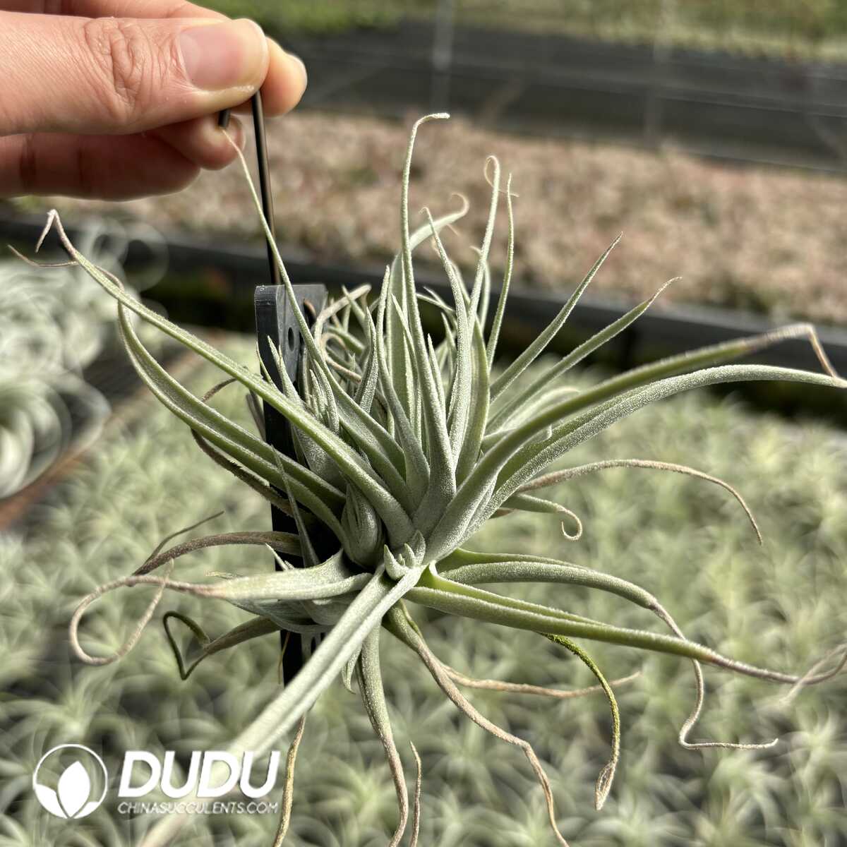 e201-628.jpg Tillandsia RVS - Image 1