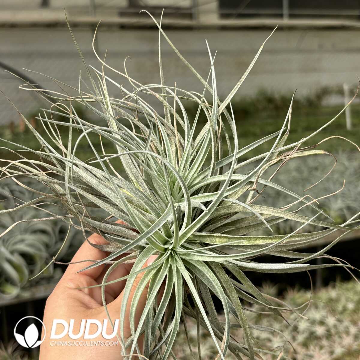 e201-629.jpg Tillandsia Cotton Candy Clustering - Image 1