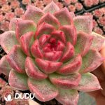 Echeveria Strawberry Bear