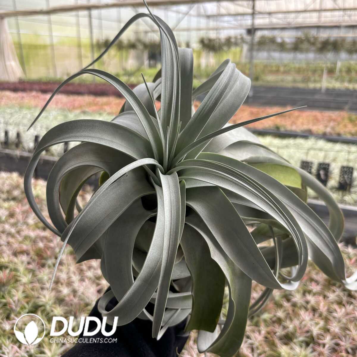 e201-630.jpg Tillandsia xerographica (Large size) - Image 1