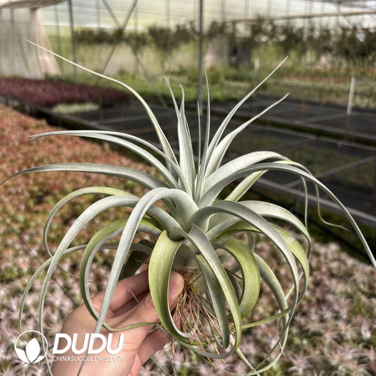 e201-631.jpg Tillandsia xerographica (Small size) - Image 1