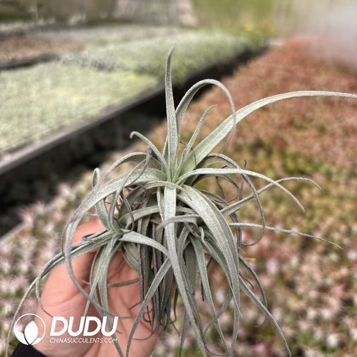 e201-632.jpg Tillandsia Subsecundifolia - Image 1