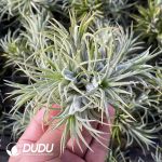 Tillandsia Bravo Clustering