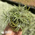 Tillandsia Beauty Clustering