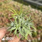 Tillandsia Beauty Clustering