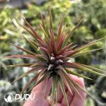 Tillandsia ionantha Rubra