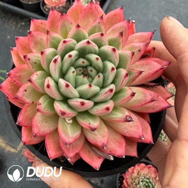 Echeveria Indian Bao Qiang - Image 1