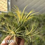 Tillandsia ionantha Druid Clustering