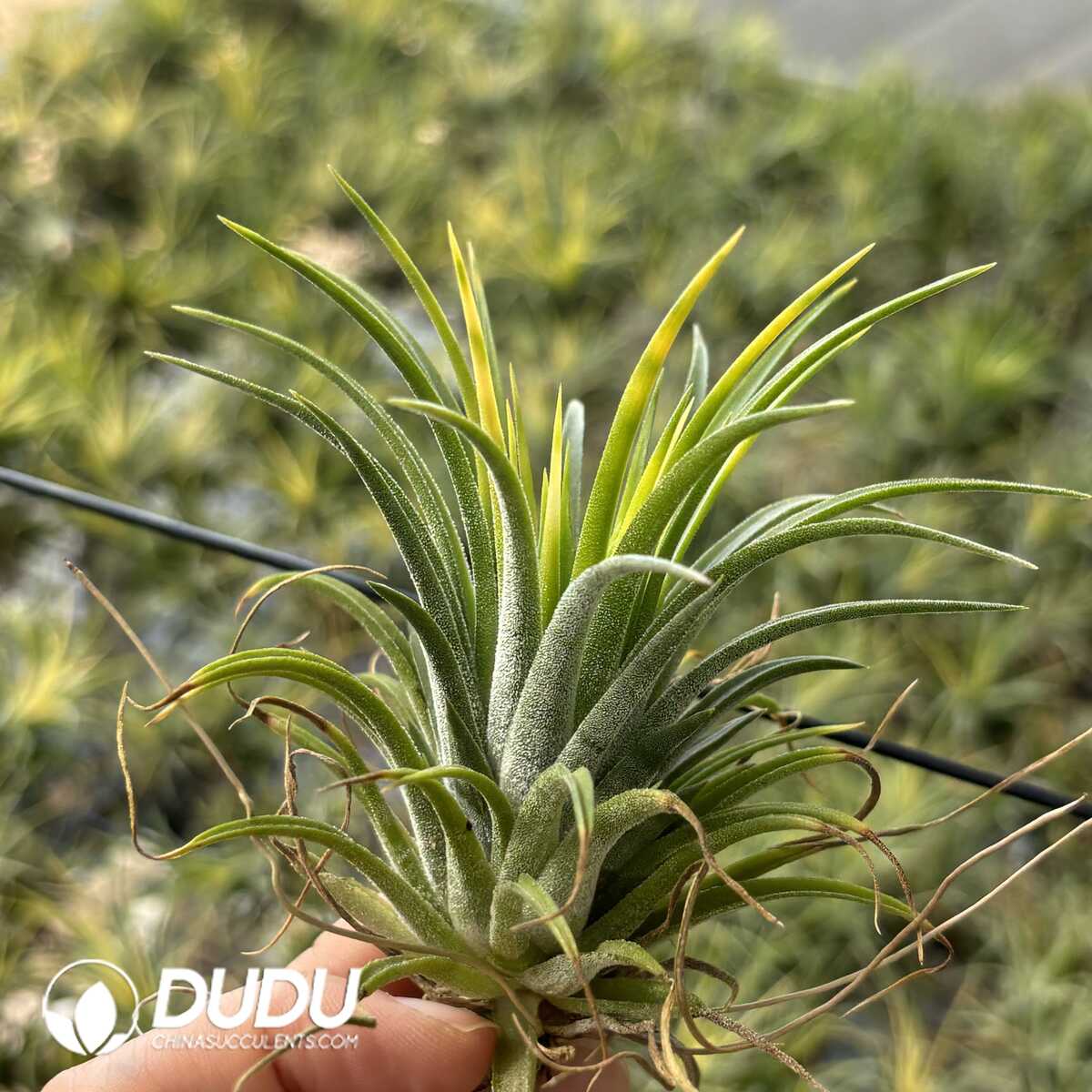 e201-642.jpg Tillandsia ionantha Drui' - Image 1