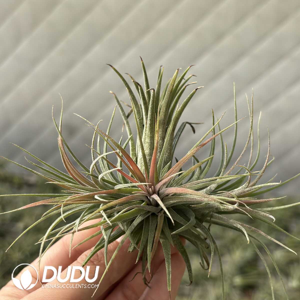 e201-643.jpg Tillandsia Ionantha Rubra Clustering (Small size) - Image 1