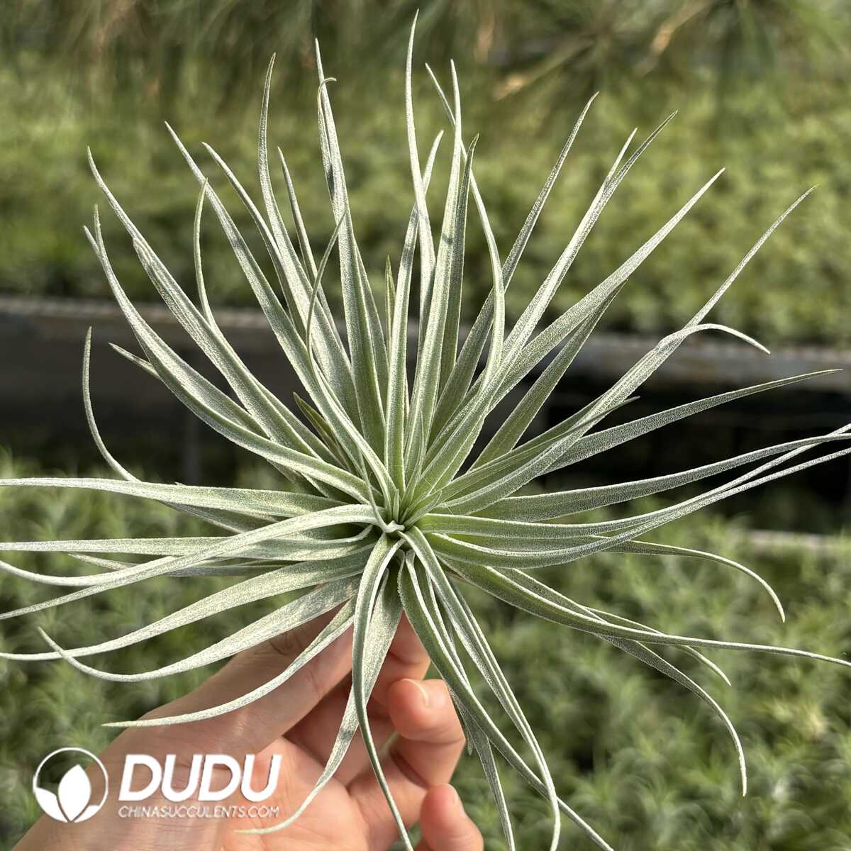 e201-644.jpg Tillandsia Cotton Candy - Image 1