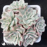 Echeveria Creamy Peach Variegated Clustering