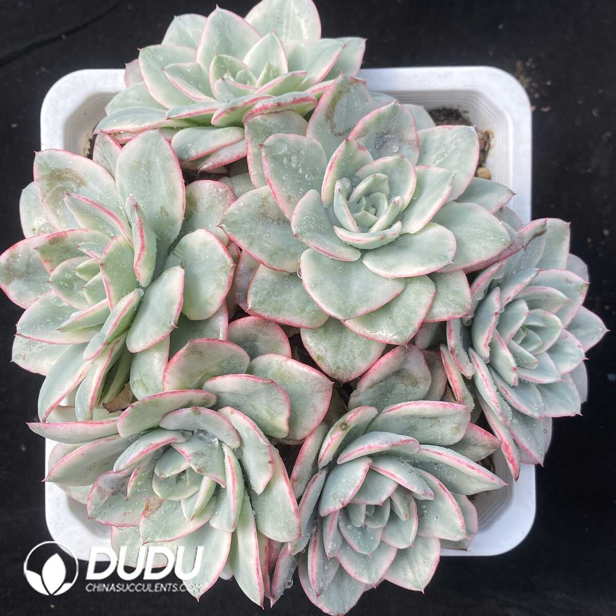 e201-645.jpg Echeveria Creamy Peach Variegated Clustering - Image 1