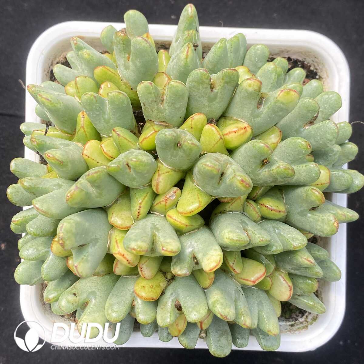 e201-646.jpg Conophytum Huge Bilobum Clustering - Image 1