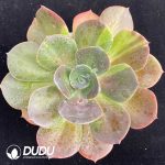 Echeveria Blumenthal Variegated